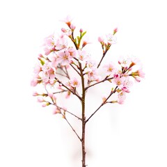 Fototapeta premium Delicate Pink Blossoms on a Branch in Spring