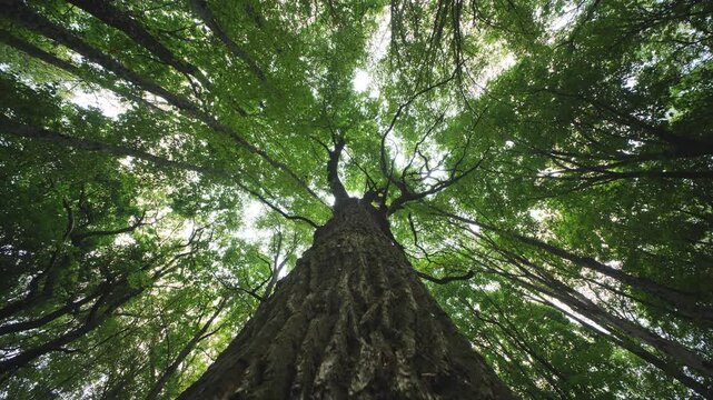 Majestic tree standing tall in the forest reaching for the sky