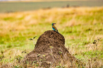 lilac breasted roller on a branch