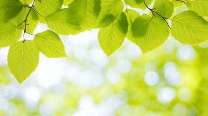 Bright Green Leaves and Soft Bokeh Background