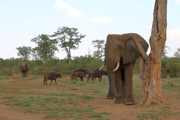 Obraz premium Afrikanischer Elefant / African elephant / Loxodonta africana
