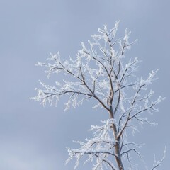 A gray sky with branches of a tree that have been frosted and turned into sparkling icy crystals, cold weather, frozen landscape