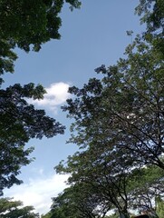 Obraz premium shade tree