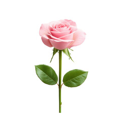 Elegant pink rose with green leaves on a black background