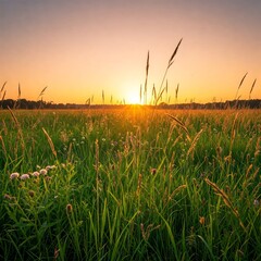 Fototapeta premium peaceful meadow with gently swaying grasses under a warm golden hour sky.