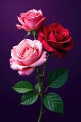 Obraz premium Richly colored roses on a dark purple background with a prominent white leaf at the base, roses, purple
