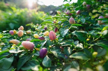 Growing Ornamental Pepper. Organic farming
