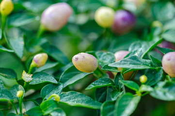 Growing Ornamental Pepper. Organic farming