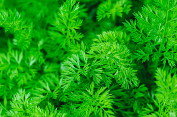 Green carrots crops at field
