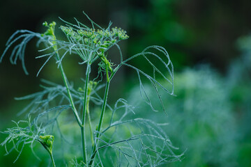 Fennel (Foeniculum vulgare) in growth at garden