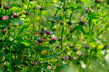 Obraz premium Leonurus sibiricus flowers in spring garden