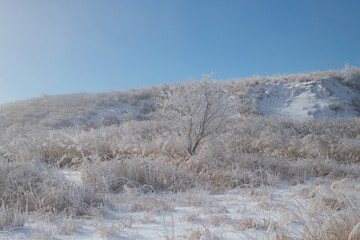 青空と美しい霧氷の森