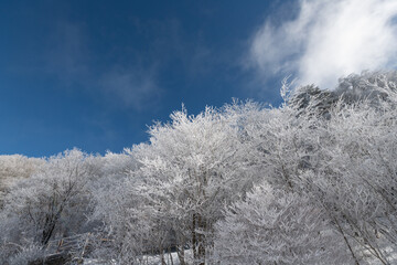青空と美しい霧氷の森