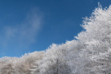 青空と美しい霧氷の森