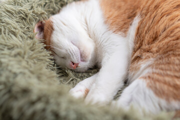 ま埋まって眠る可愛い猫　茶トラ白