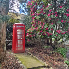 Fototapeta premium Classic red telephone box nestled amongst blooming rhododendrons in a lush garden setting. Quintessential British charm. Ideal for travel, culture, or garden themes. UK location.