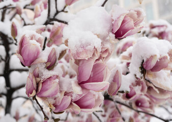 BATUMI, GEORGIA - February 19: magnolias in the snow