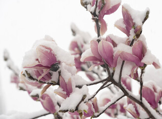 BATUMI, GEORGIA - February 19: magnolias in the snow