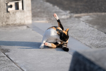 毛づくろいをする可愛い三毛猫