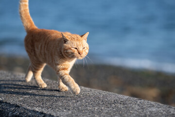 堤防を歩く可愛い猫　茶トラ猫
