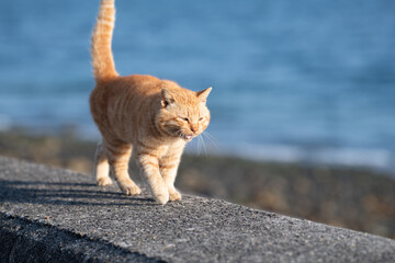 Obraz premium 堤防を歩く可愛い猫 茶トラ猫