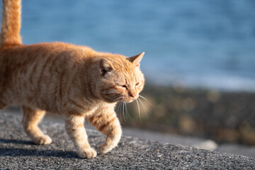 堤防を歩く可愛い猫　茶トラ猫