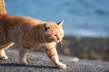 堤防を歩く可愛い猫　茶トラ猫