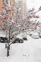 BATUMI, GEORGIA - February 19: magnolias in the snow