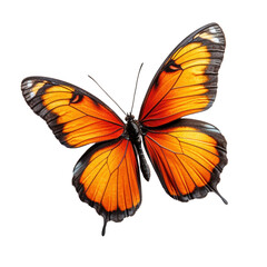 Vibrant orange and black butterfly with open wings