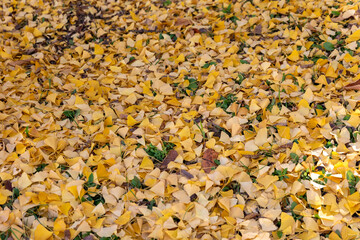 Yellow autumn leaves fallen on the ground
