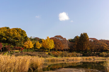 autumn landscape with trees