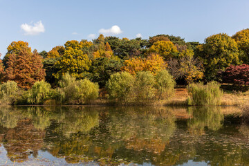 autumn landscape with trees and lake