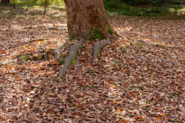 autumn leaves on the ground
