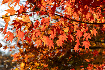 autumn leaves on the tree