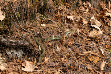 Snake in the leaves