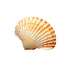 Obraz premium Beautiful scallop shell with intricate patterns