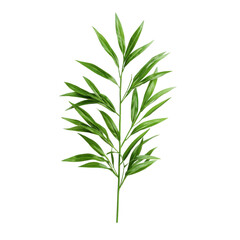 Obraz premium Lush green bamboo leaf branch isolated on black background