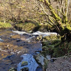 Fototapeta premium Sunlit stream rushing over rocks, with mossy trees and bare branches. Peaceful woodland scene. Ideal for nature, landscape, or outdoor themes. UK location.
