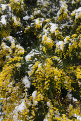 BATUMI, GEORGIA - February 19: mimosa in the snow