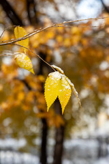 autumn leaves in the snow