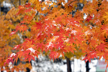 autumn leaves in the park