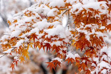 autumn leaves in the snow