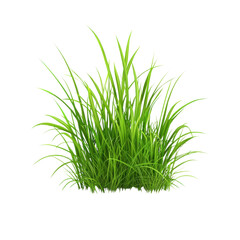Lush green grass clump isolated on a black background