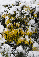 BATUMI, GEORGIA - February 19: mimosa in the snow
