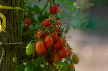 Red and green ripening edible tomatoes fruits hanging on tomato plant, tasty and healthy lifestyle ingredient for cooking