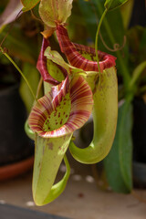 Nepenthes carnivorous tropical pitcher plants or monkey cups with pitchers and leaves
