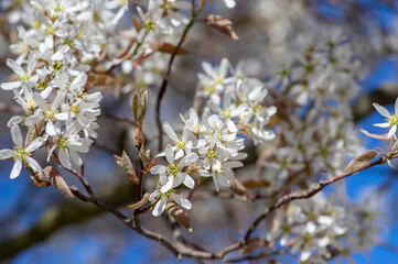 Amelanchier lamarckii deciduous flowering shrub, group of snowy white petal flowers on branches in bloom