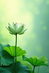 Soft green lotus leaves unfolding on a serene canvas, serene, soft