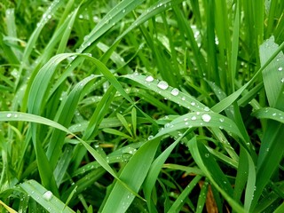 Green grass with dew drops after the rain. Nature background.