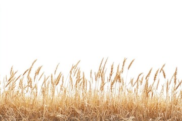 Fototapeta premium Golden Grass Border on White Background